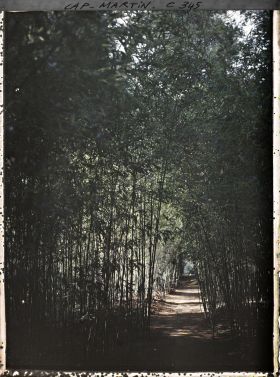 Image représentant Bambous