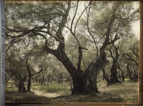 Image représentant Forets d'oliviers