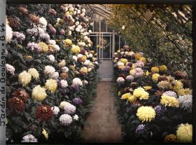 Image représentant Collection de chrysanthèmes située dans une des serres adjacentes au jardin d'hiver