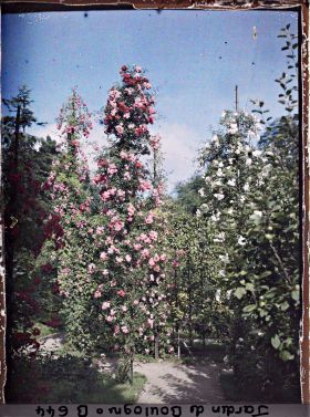 Image représentant Rosiers du verger-roseraie et fruitiers palissés, vus vers la dépendance, près du jardin japonais