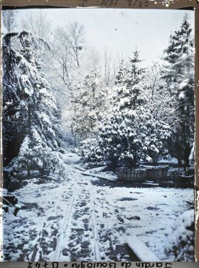 Image représentant Forêt bleue sous la neige