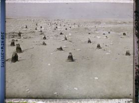 Image représentant Site palafittique préhistorique des Alpes, pieux en bois visibles lors de la baisse des eaux après la grande sécheresse de 1921 sur le lac de Neuchâtel
