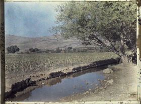 Image représentant Cultures de maïs