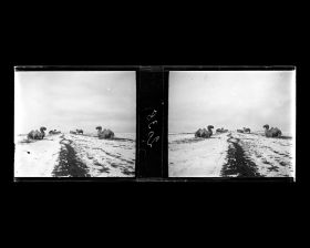 Image représentant Ming Shisanling (&quot;Treize Tombeaux des Ming&quot;). Les chameaux de l&#039;allée des statues