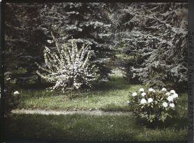 Image représentant Rhododendrons et cerisiers