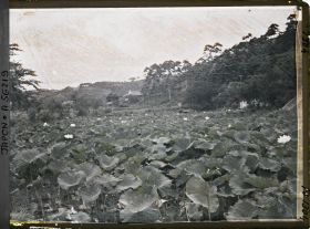 Image représentant Champ de lotus