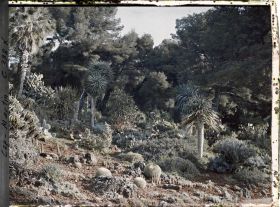 Image représentant Le jardin