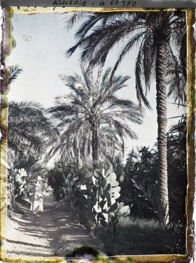 Image représentant Une allée de l'oasis de Ghardhaïa