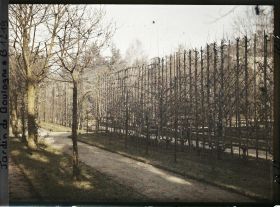 Image représentant Allée bordée de fruitiers palissés menant à la forêt bleue, dans la partie ouest du verger-roseraie