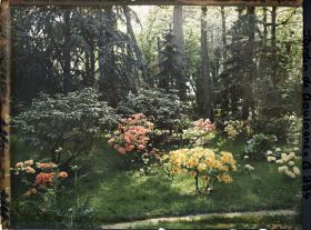 Image représentant Rhodos et azalées près de la forêt bleue?