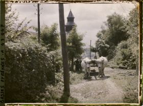 Image représentant France, Ciboure, Attelage de B?ufs