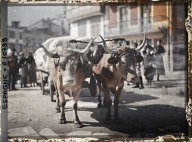 Image représentant Deux boeufs attelés