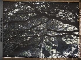 Image représentant La frondaison de la forêt de chênes