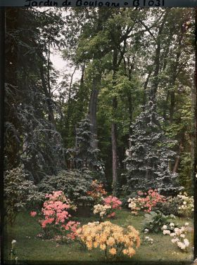 Image représentant Azalées près de la forêt bleue et du marais
