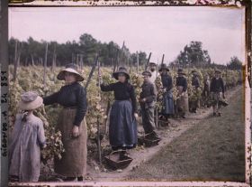 Image représentant Les vendangeurs, hommes et femmes