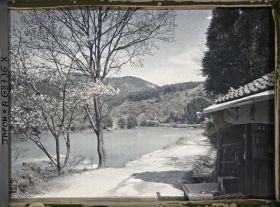 Image représentant Cerisiers en fleurs sur les rives de l'Ujigawa (rivière Uji)