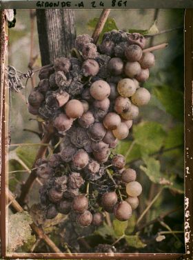 Image représentant Cépage blanc dit Sémillon