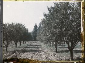 Image représentant Plantation d'orangers et de mandariniers
