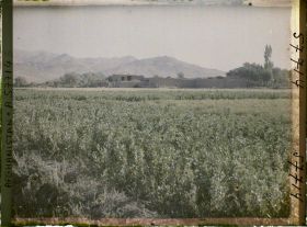 Image représentant Champ de fèves et ferme