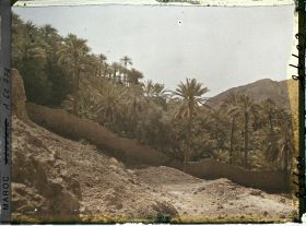 Image représentant La palmeraie sur le Djorf avec au fond, le Djebel Taghla