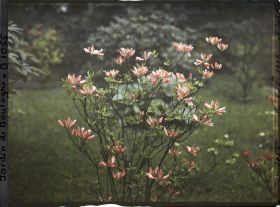 Image représentant Azalée