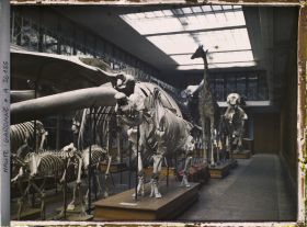 Image représentant Une des salles du museum d'histoire naturelle
