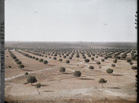 Image représentant Vue panoramique sur les oliveraies prise du point de vue géodésique (vers le nord-ouest)