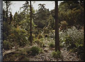 Image représentant Pont du " sanctuaire japonais " dans son environnement arboré, vu depuis le " jardin chinois "