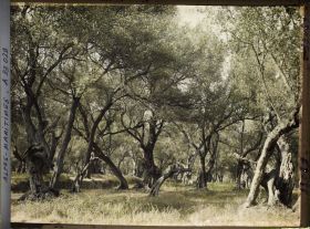 Image représentant Forêt d&#039;oliviers