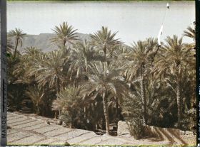 Image représentant La palmeraie avec au fond, le Djebel Taghla