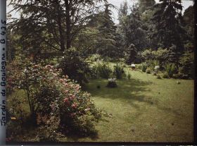 Image représentant Buissons de rosiers et autres végétaux en fleurs au pied des conifères de la forêt bleue