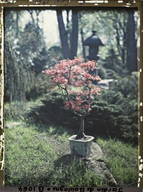 Image représentant Bonsaï d'érable rougeoyant sur une roche du " village japonais ", non loin du jardin anglais