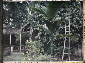 Image représentant Un aréquier et du bétel grimpant le long d'un mur dans un village