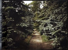 Image représentant La forêt bleue