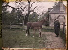 Image représentant Une jument allaitant son poulain à la jumenterie du château de la Rivière