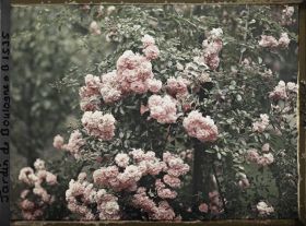Image représentant Grappes de roses d'un rosier sarmenteux dans le verger-roseraie, non loin de la dépendance ?