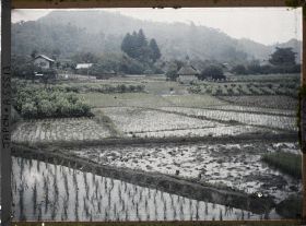Image représentant Rizières récemment repiquées et mûriers