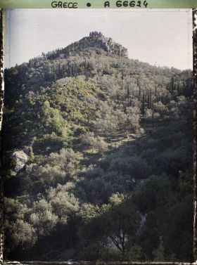 Image représentant Bois d'oliviers