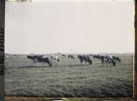 Image représentant Troupeau de vaches