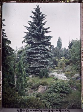 Image représentant Majestueux conifère du " sanctuaire japonais " situé sur une butte, proche de la façade de temple