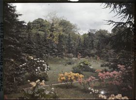 Image représentant Azalées près du marais