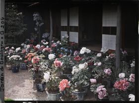Image représentant Pivoines et autres plantes en pots fleuries, devant la maison est du " village japonais "