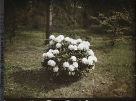 Image représentant Rhododendron blanc