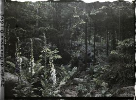 Image représentant Digitales dans la forêt vosgienne