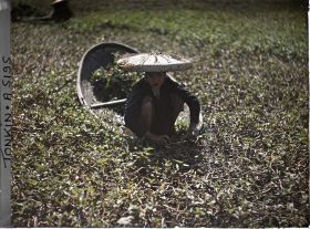 Image représentant La cueillette du liseron d'eau à l'aide d'une petite nacelle en bambou tressé