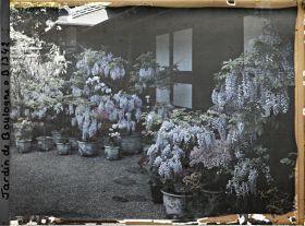 Image représentant Glycines, azalées et calcéolaires en pots fleuries, devant la maison est du " village japonais "