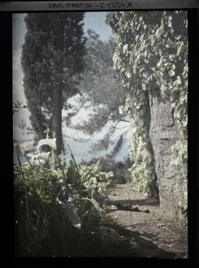 Image représentant Arums et cyprès au bord d'un chemin surplombant la mer