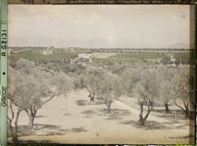 Image représentant Plantations d'oliviers et villas