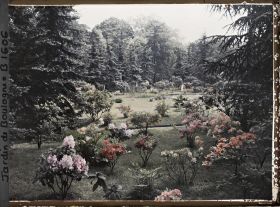 Image représentant Azalées et rhodos dans la forêt bleue
