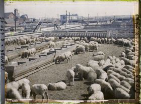 Image représentant Canada, Calgary, Stockyards - Parc à moutons